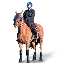 POLICE HORSE